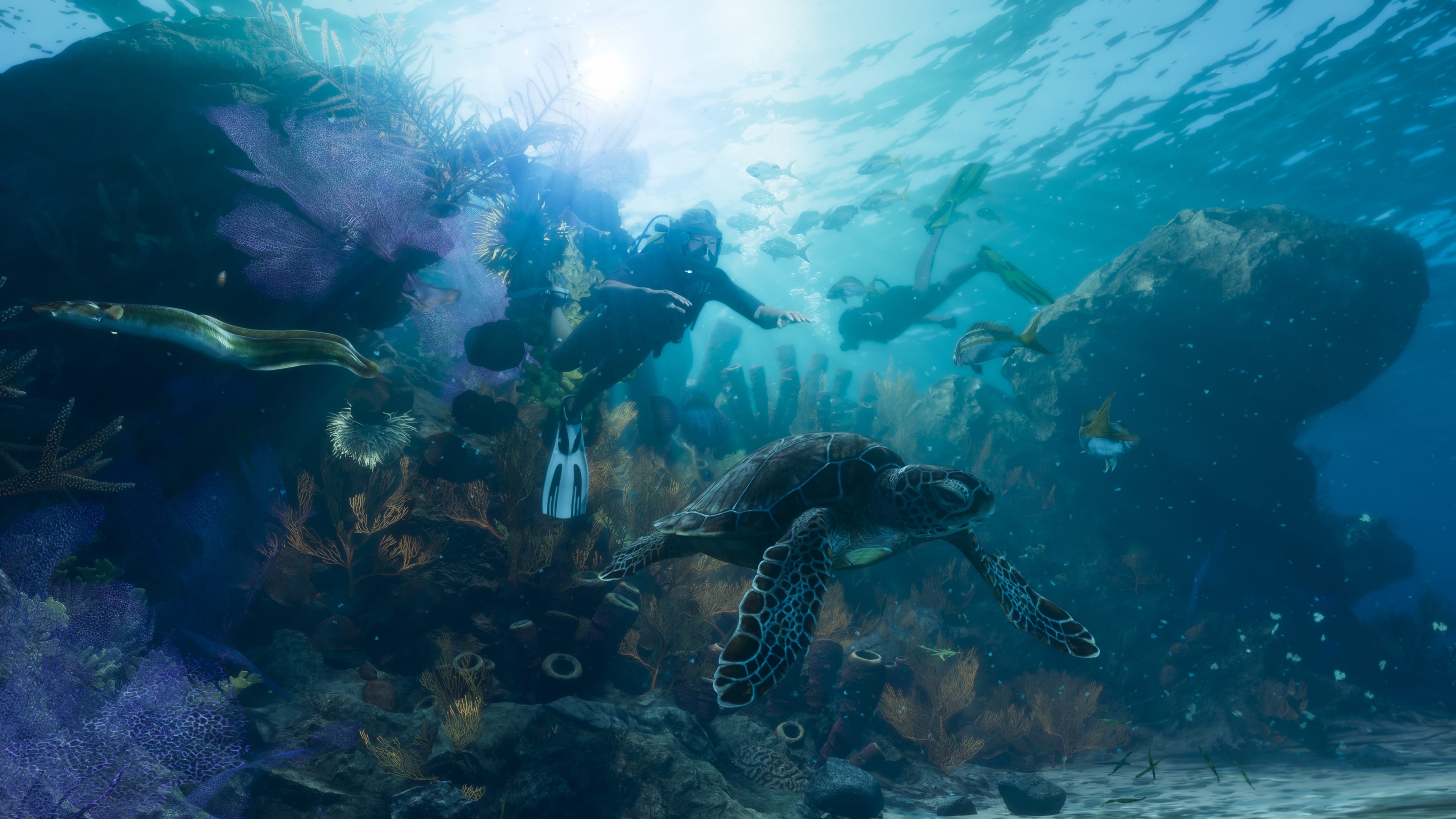 Plongeurs observant une tortue marine dans les fonds des Leonida Keys