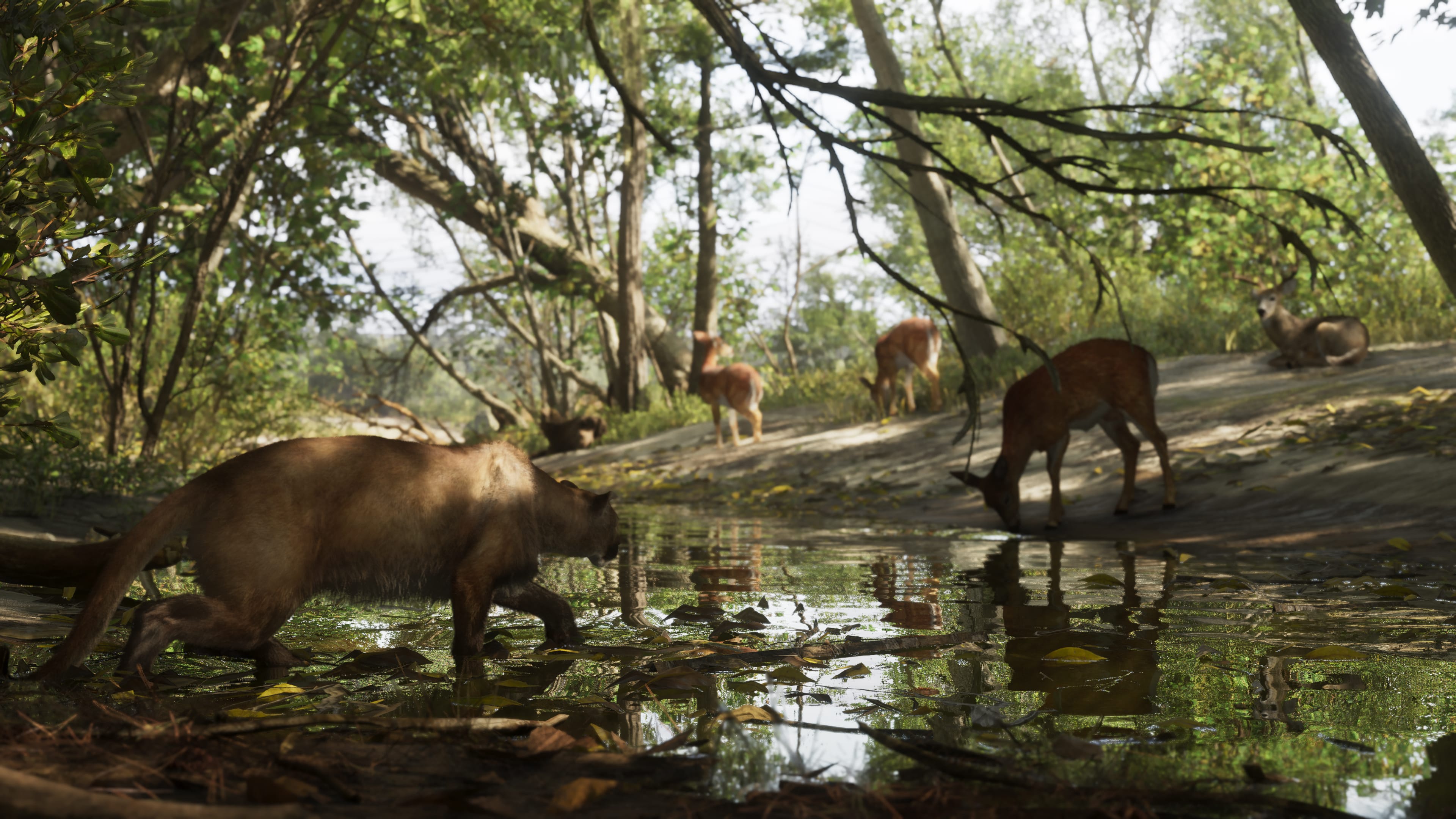 Une panthère de Floride s'approche de biches dans le parc national du Mont Kalaga